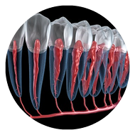 diagram of root canal structure