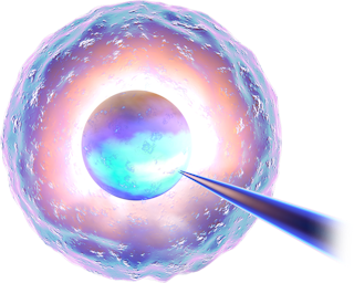 Illustration of an Egg undergoing IVF