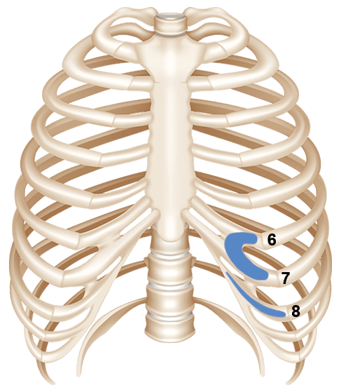 Diagram of the chest cavity and the ribs used for microtia surgery.