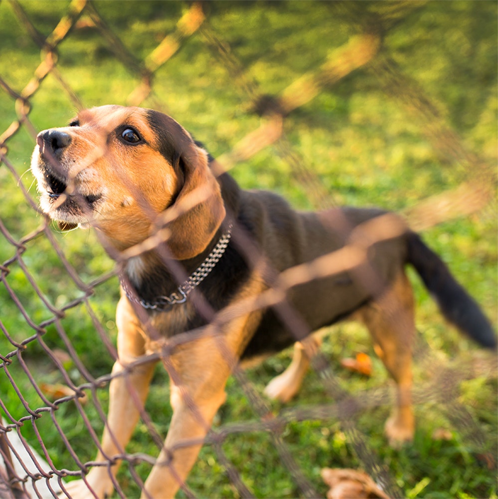 Dog barking behind a fence