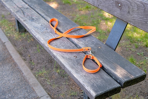 Leash and collar on a park bench