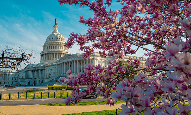 Capitol building behind cherry blossoms