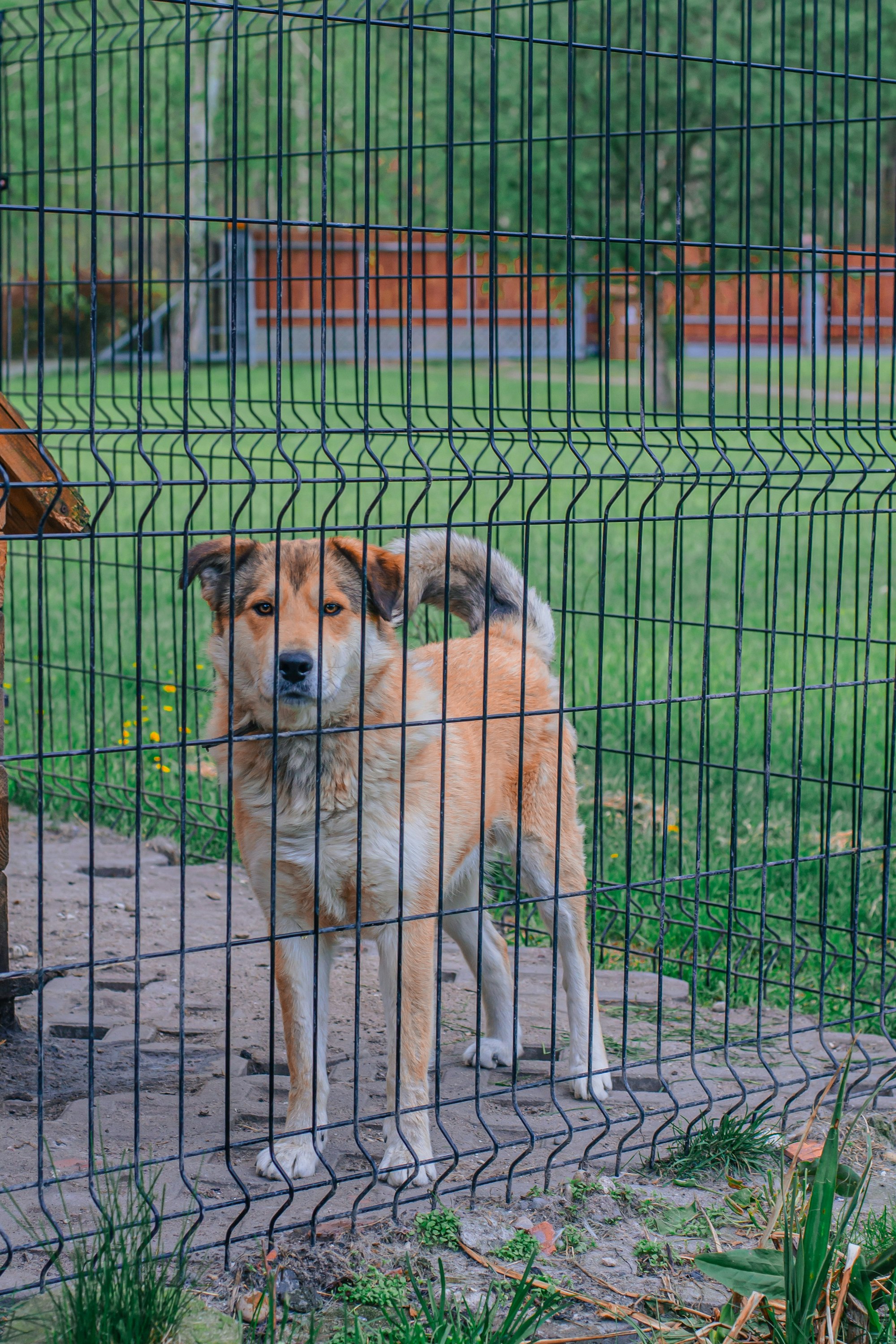 dog in kennel