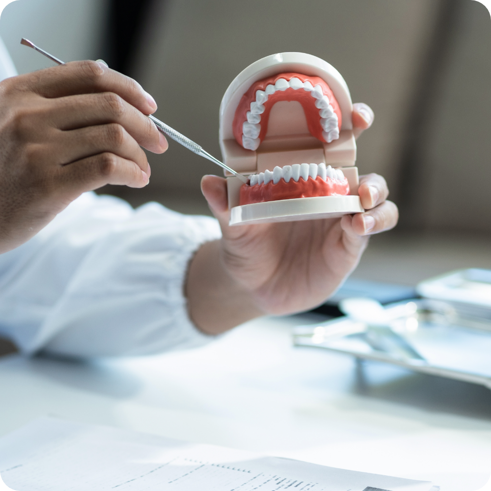 dentist pointing to model of teeth