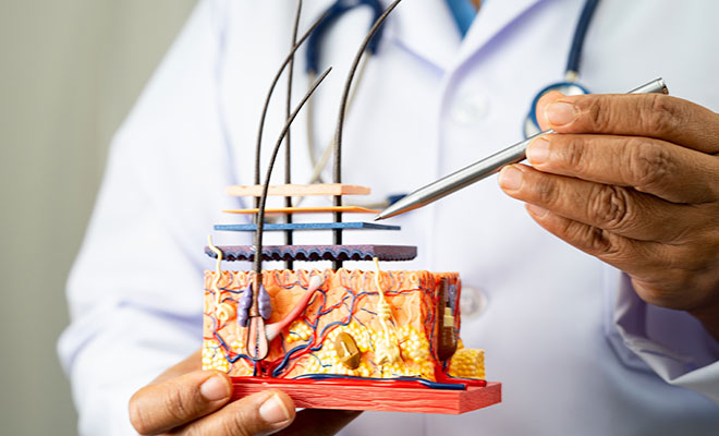 close-up of a hair follicle model