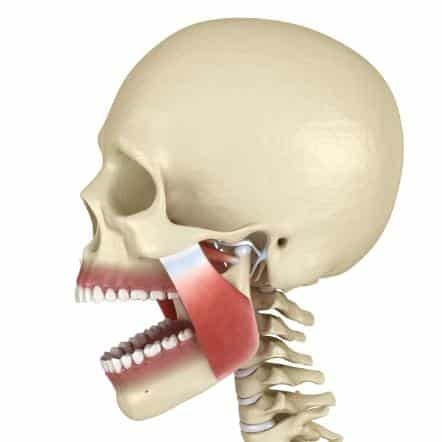 jaw joint